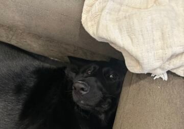 Free to a good home GSD