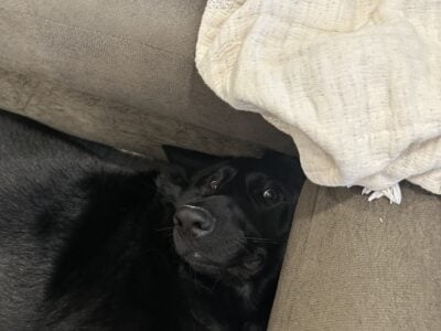 Free to a good home GSD