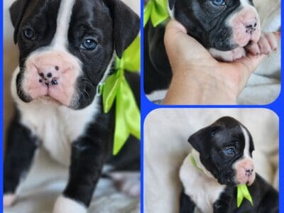 Boxers & more! Reputable 5 st Breeder of 23 years!