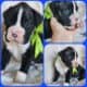 Boxers & more! Reputable 5 st Breeder of 23 years!