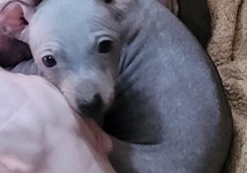 American Hairless Terrier Boy Available