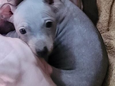 American Hairless Terrier Boy Available