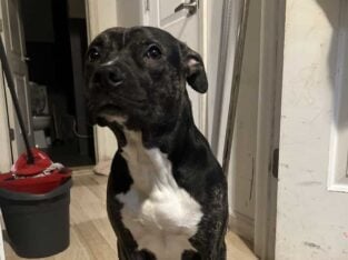 American Pitbull terrier all shotsandchip 10months