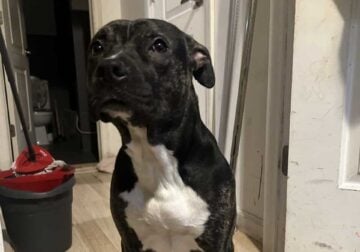 American Pitbull terrier all shotsandchip 10months