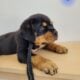 Rottweiler puppies