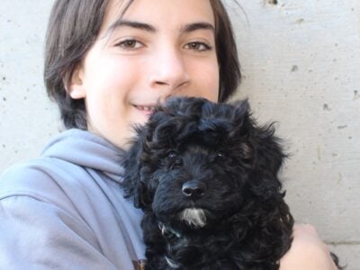 Cavapoo puppy (F1b)