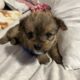 Yorkie Shih Tzu Mix LITTER OF 5