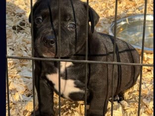 American Bully Puppy