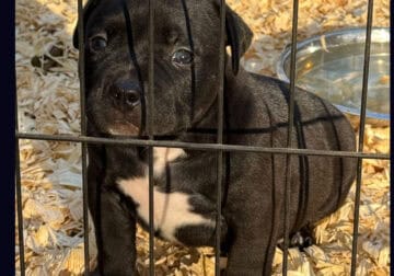 American Bully Puppy