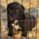 American Bully Puppy