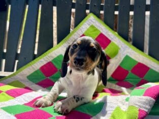 Mini Dacshund MALE