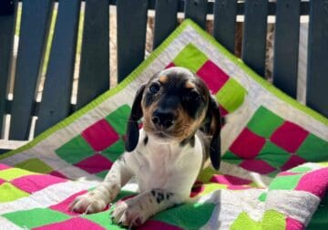 Mini Dacshund MALE