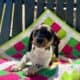 Mini Dacshund MALE