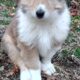 Meet KONA- Rough Collie Puppy 8 weeks