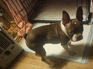 Fur babies looking for good home