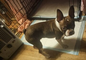 Fur babies looking for good home