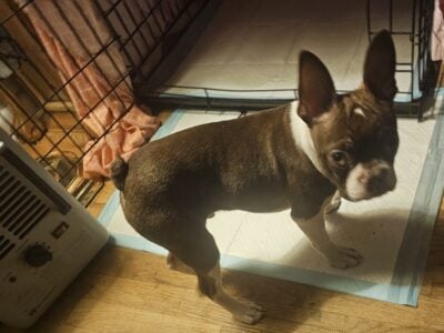 Fur babies looking for good home