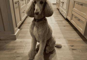 Standard poodle