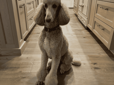 Standard poodle
