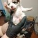 Puppies for sale