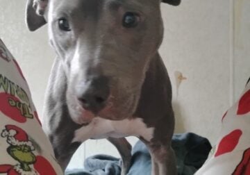 Loona – American Staffordshire Terrier Mix