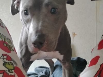Loona – American Staffordshire Terrier Mix