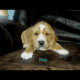Basset hound / English mastiff mix