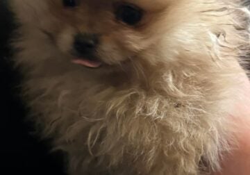 Pomeranian Puppies