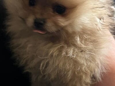 Pomeranian Puppies