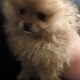 Pomeranian Puppies