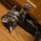 Maine Coon Kittens