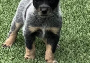 Texas Heeler Puppies