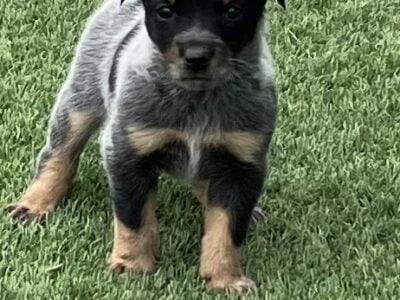 Texas Heeler Puppies