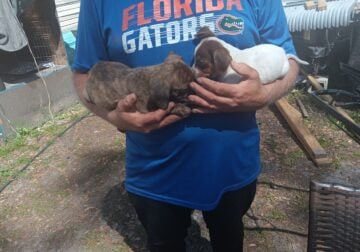 Puppies dropped off with Mother