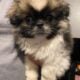 Pekingese/yorkie mix