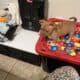 Puppies