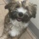 Prince Charming – Chinese Crested Powderpuff