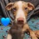 Catahoula pups