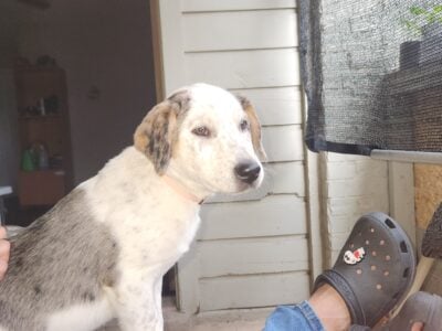 Shepherd 13 weeks