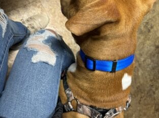 Rehome