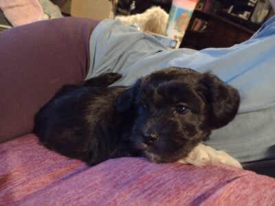 Shadow, Coton De Tulear, Apri spring break special
