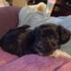 Shadow, Coton De Tulear, Apri spring break special