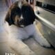 AKC Landseer Newfoundland Puppies