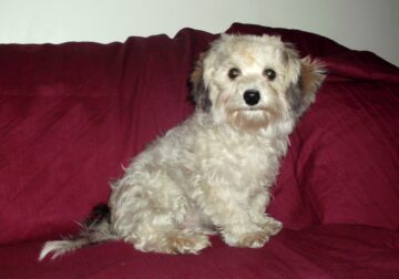 Lars- MaltiPoo, great emotnal support pet,non-shed