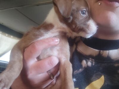 Tri color all American pitbull