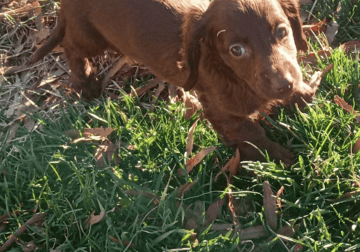 Long hair female miniature dachshund puppy 2