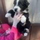 Australian shepherd boy 3