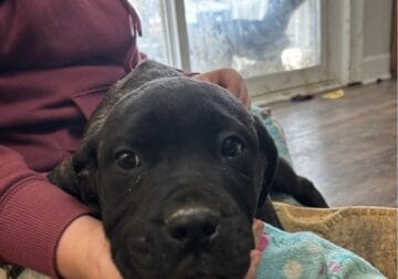 Cane Corso