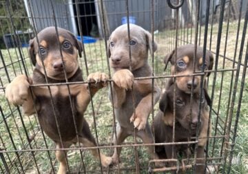 Puppies for sale