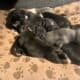 Bluenose pits for sale